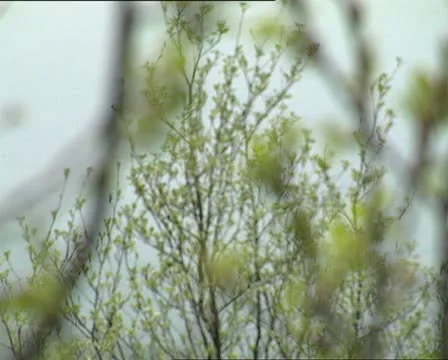 Branches and buds rack focus Video stock 12119786