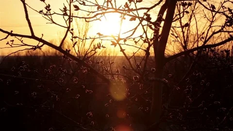 Branches and buds shake on wind. Sunset beam appear in tilting shot Stock Footage 76011615