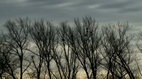 Branches and clouds 2 Stock Footage 10684541