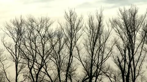 Branches and clouds Stock Footage 10684572