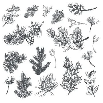 Branches and cones of coniferous trees. Vector  illustration. Stock Illustration