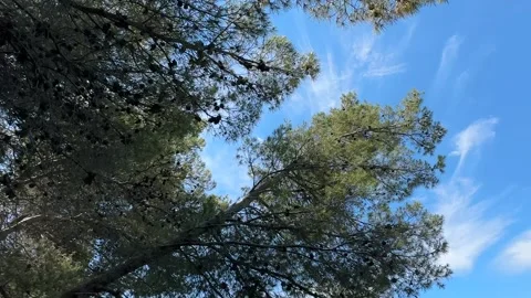 Branches and cones of pine trees under a blue sky in a forest during the day Stock Footage 339079901