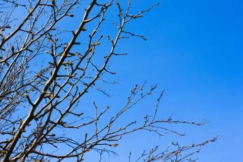 Branches and crowns of trees on a background of spring blue sky Stock Photos