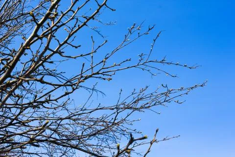 Branches and crowns of trees on a background of spring blue sky Stock Photos