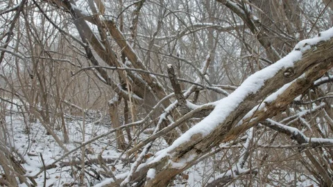 Branches and dead vines in snow fall Stock-Footage 103295252