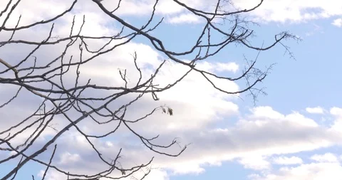 Branches and Fast Moving Clouds Stock Footage 90969963