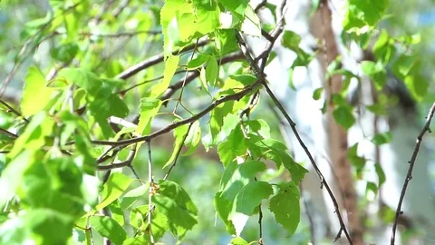 Branches and fresh spring leaves of birch. Video stock 75054300