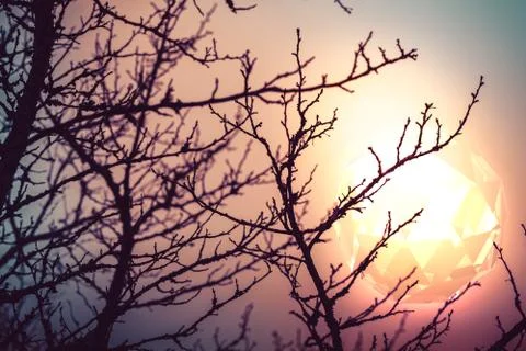 Branches and glowing triangular sphere 스톡 사진