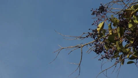 Branches and grapes in the sky Stock Footage 196447466