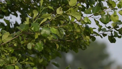 The branches and leaves of an alder tree sway in the wind Stock Footage 337086720
