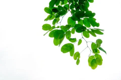 The branches and leaves are green on a white background. Stock Photos