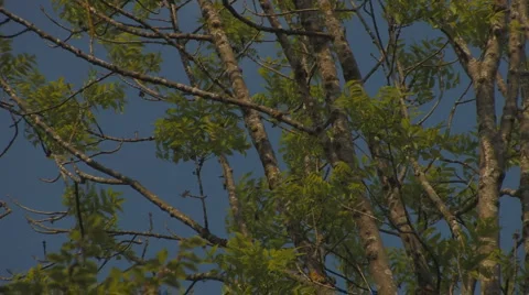Branches and leaves of ash-tree Stock Footage 4756555