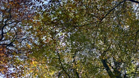 Branches and leaves in the autumn, view from below Stock Footage 45830106