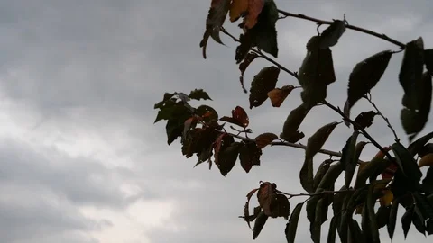 Branches and leaves blowing in the wind Stock Footage 121401949