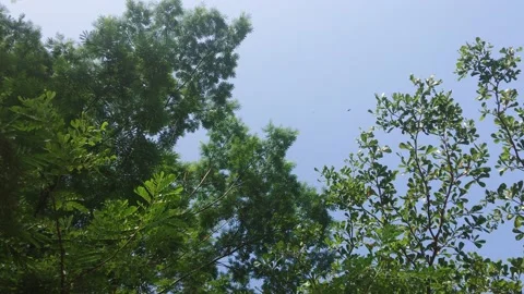 Branches and leaves blowing in the wind 532 動画素材 204719656