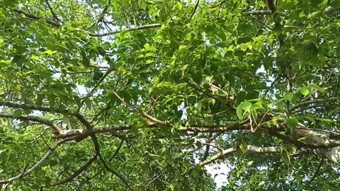 Branches and leaves blown by the wind Stock Footage 235960187