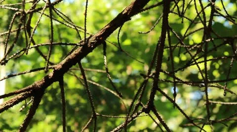 Branches and leaves Stock-Footage 12345272