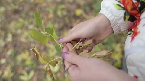 Branches and leaves in the hands Stock Footage 165967476