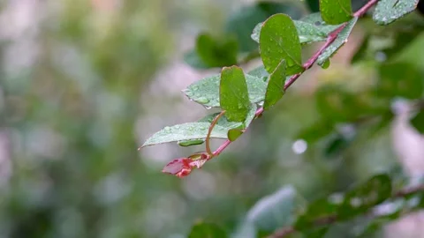 The branches and leaves in the light rain, water crystal clear. Stock Footage 157134499