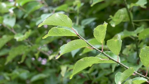 Branches and leaves in the light rain Stock Footage 157134634