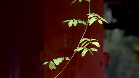 Branches and leaves in the light rain Stock Footage 157134638
