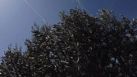 Branches and leaves of an olive tree moved by the strong wind Stock Footage 124643523