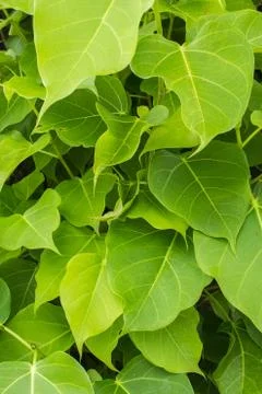 Branches and leaves Stock Photos