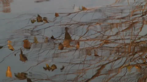 Branches and leaves reflected in rippling water Stock Footage 8984155