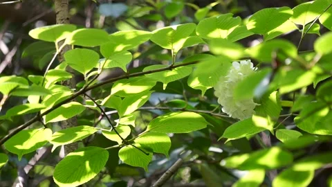 Branches and leaves of spring trees Stock Footage 158555966