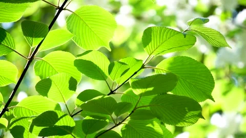 Branches and leaves of spring trees Stock Footage 158556009