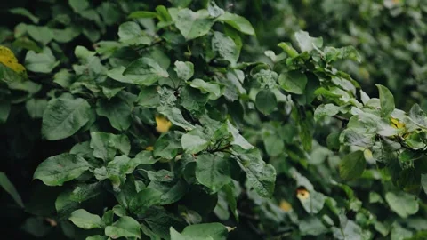 The branches and leaves of the tree are moving in the wind Stock Footage 270757731