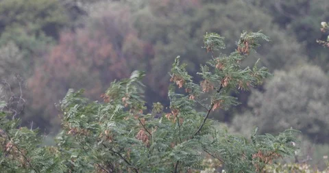 Branches and leaves on the tree bend in the wind Stockbeeldmateriaal 115676804