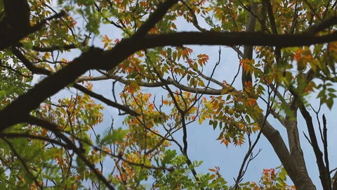 Branches and leaves of a tree moving in the wind Vídeo Stock 154262839