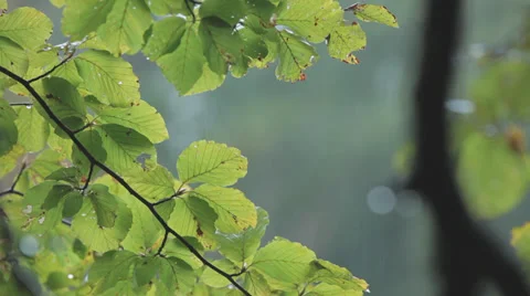 Branches And Leaves Of A Tree On A Rainy Summer-Day Stock Footage 36628776