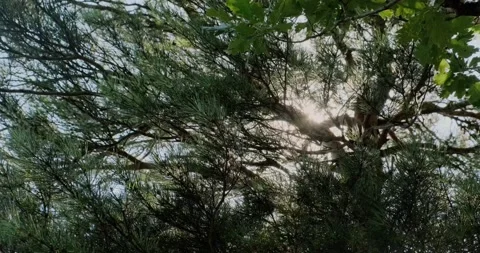 Branches and leaves of trees in the forest Stock Footage 156630249