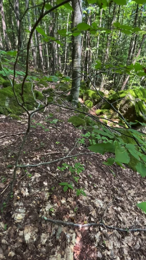 Branches and leaves of trees in the forest Video stock 160342151