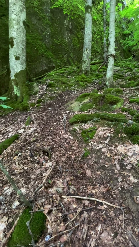 Branches and leaves of trees in the forest Stock Footage 160342327
