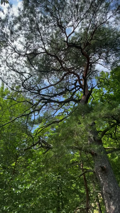 Branches and leaves of trees in the forest Stock Footage 160342429