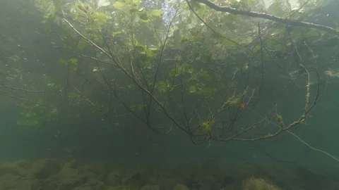 Branches and leaves under the water surface, Albano lake, It, Albano lake, Italy Stock-Footage 107571852