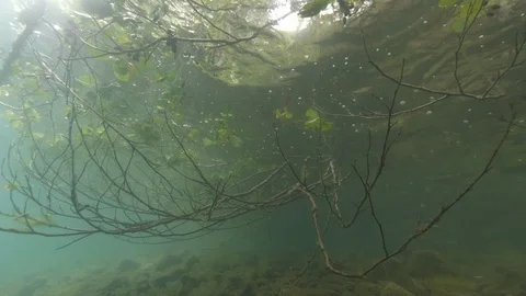 Branches and leaves under the water surface, Albano lake, It, Albano lake, Italy Stock Footage 107572203