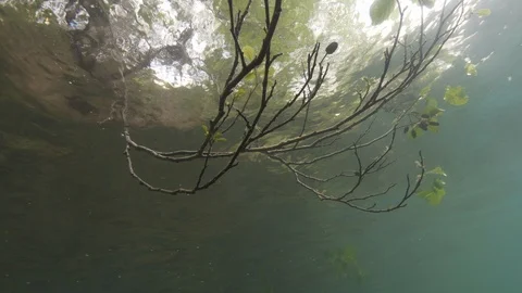 Branches and leaves under the water surface, Albano lake, It, Albano lake, Italy 스톡 동영상 107572360