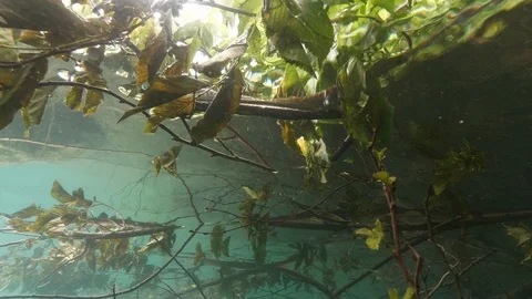 Branches and leaves under the water surface, Albano lake, Italy Stock Footage 107685561