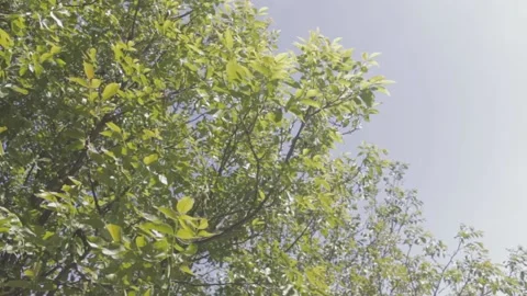 Branches and leaves of a walnut tree swinging in the wind against a blue sky Video stock 89922885