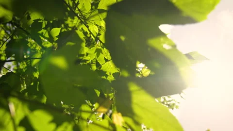 Branches and leaves waveing in the wind. Moving foreground elements as Stock Footage 243806135