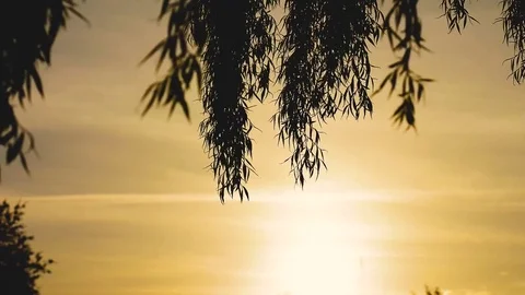 Branches and leaves of a weeping willow tree moves in the wind during sunset on Stock Footage 74107629