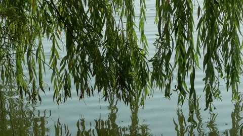 The Branches And Leaves Of Weeping Willow Swaying In The Wind On A Pond 스톡 동영상 79115741