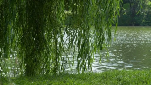 The Branches And Leaves Of Weeping Willow Swaying In The Wind On A Pond 스톡 동영상 79116247