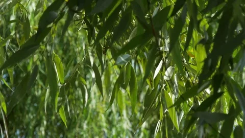 The Branches And Leaves Of Weeping Willow Swaying In The Wind On A Pond 스톡 동영상 79116320