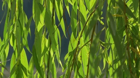 The Branches And Leaves Of Weeping Willow Swaying In The Wind On A Pond 스톡 동영상 79116463
