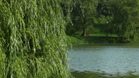 The Branches And Leaves Of Weeping Willow Swaying In The Wind On A Pond 스톡 동영상 79116488